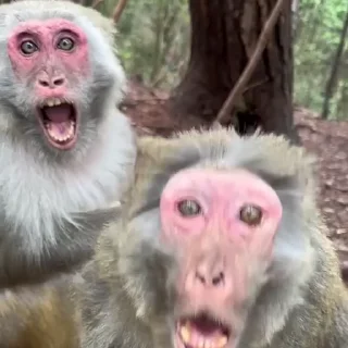 Эмодзи Monkeys | Обезьяны 📱