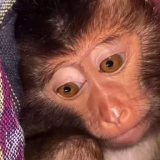 Эмодзи Monkeys | Обезьяны 😊