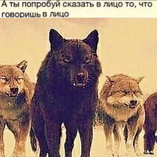 Be a wolf emoji 😲