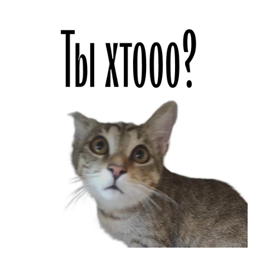 cat channel emoji 😲