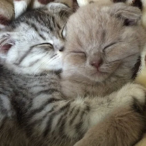 Эмодзи Cute cats ❤️