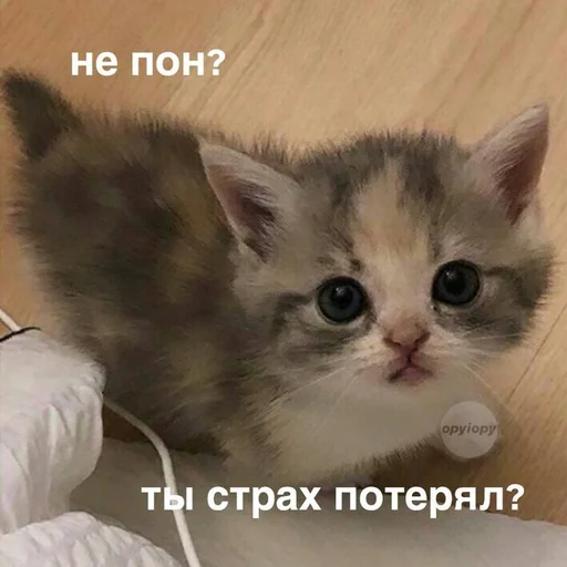 Эмодзи Cats memes 🤍