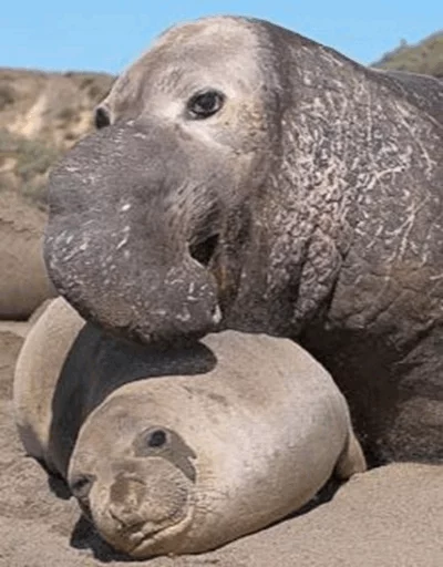Elephant seal emoji ❤️
