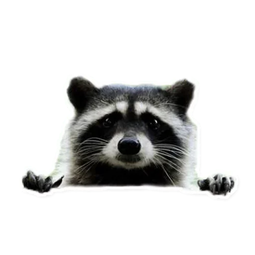Raccoon emoji 😜