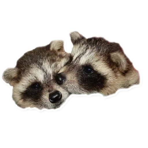 Raccoon emoji 🤨