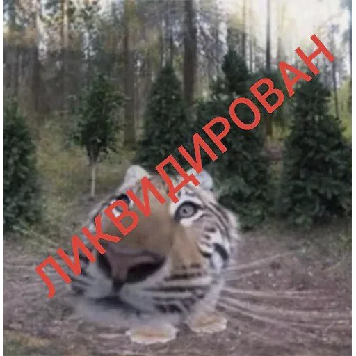 Эмодзи Тигр 🤨