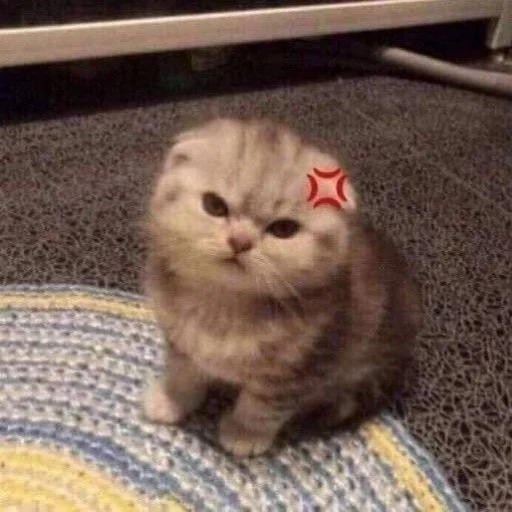 Cats memes emoji 😡