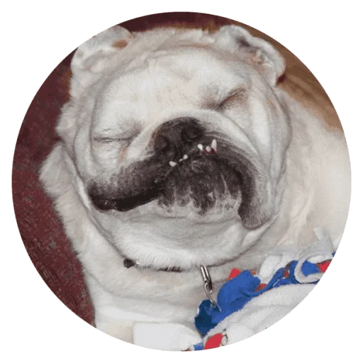 Funny Stupid Dogs emoji 🐶