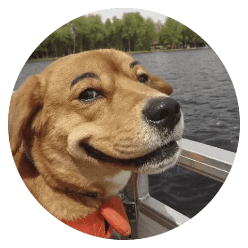 Funny Stupid Dogs emoji 🐶