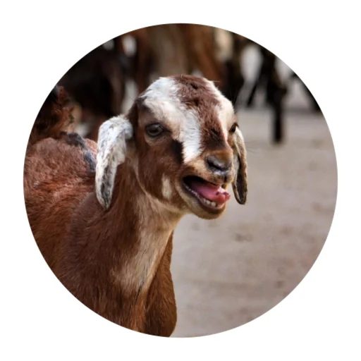 Funny Goat emoji 😱