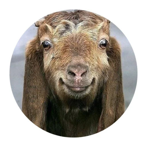 Funny Goat emoji 🙂