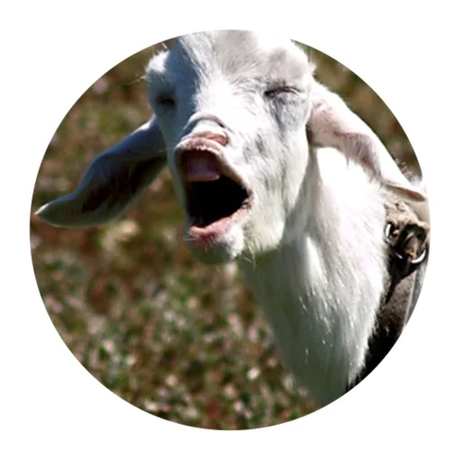 Funny Goat emoji 😱