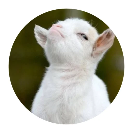 Funny Goat emoji 😑