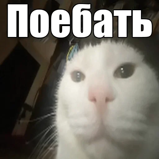 Эмодзи Cats memes 😎