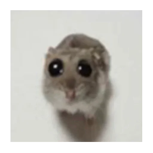 Эмодзи sad hamster 🥺