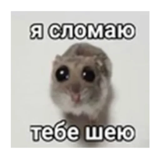 Эмодзи sad hamster 🥹