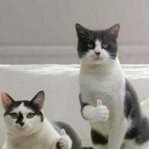 Эмодзи mini cats 👍