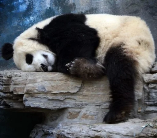 Эмодзи Lazy Panda 
