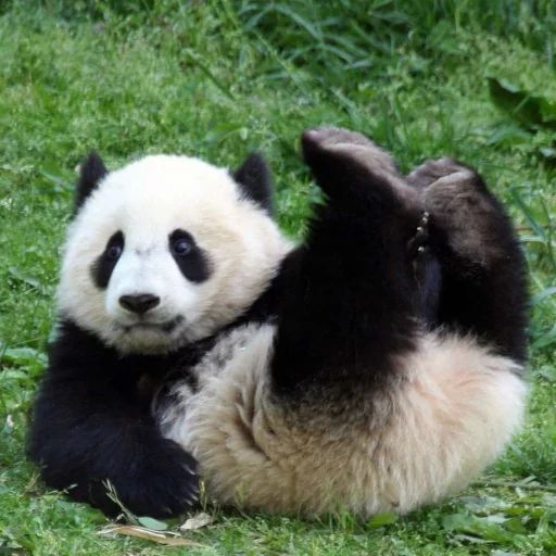 Telegram Sticker «Lazy Panda» 