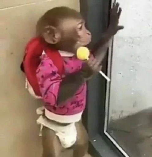 Эмодзи Monkey Memes 🏫