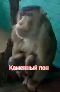 Эмодзи обезьяни пон 🗿