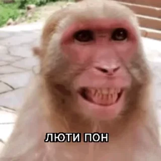Эмодзи обезьяни пон 🤩