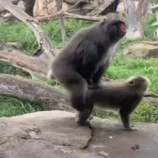 Эмодзи Monkey Power! 🙈 😘