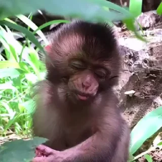 Эмодзи Monkeys | Обезьяны 😴