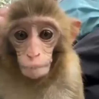 Monkeys | Обезьяны emoji 👂