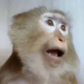 Эмодзи Monkeys | Обезьяны 😲