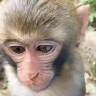 Эмодзи Monkeys | Обезьяны 😏