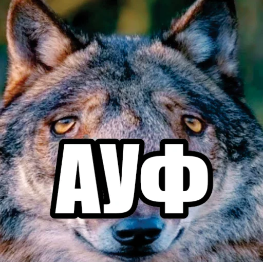 Волчьи мемы emoji ☝️