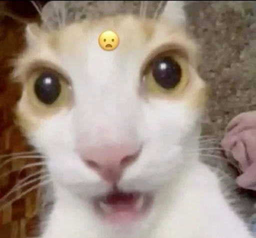 Cats memes emoji 🌿