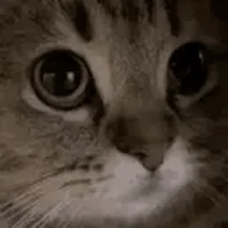 Twitch 7TV | Cats emoji 🐱