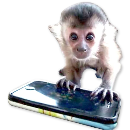 Эмодзи Monkeys | Обезьяны 🐒