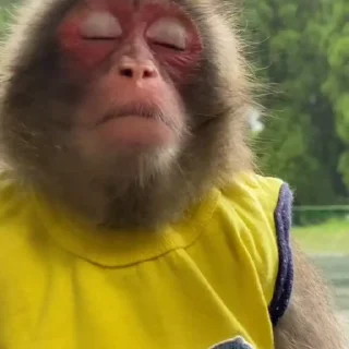 Monkeys | Обезьяны emoji 😢