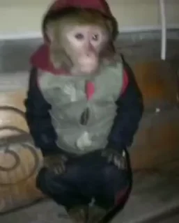 Monkeys | Обезьяны emoji 😢