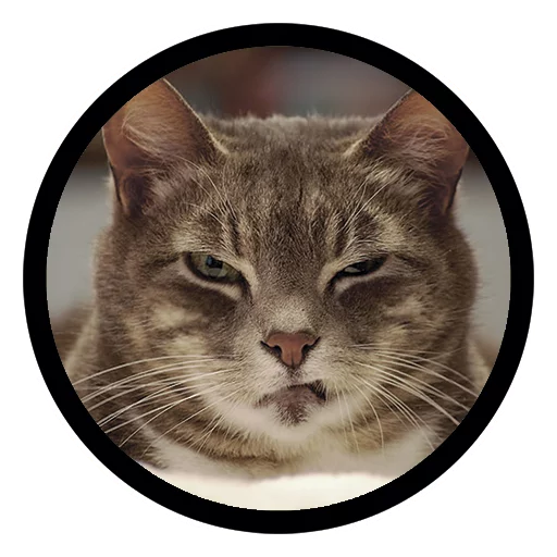Telegram stickers Funny Cats