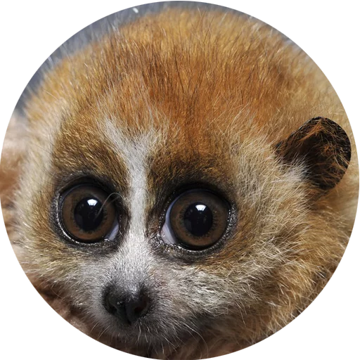 Telegram stickers Lovely Lemurs