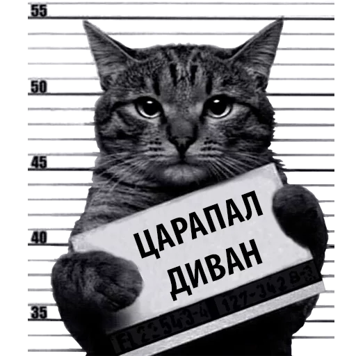 Telegram stickers Кот Рецидивист