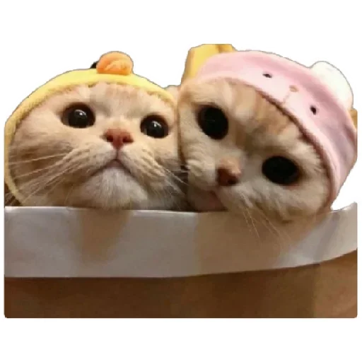 Anak_kucing sticker 🙄