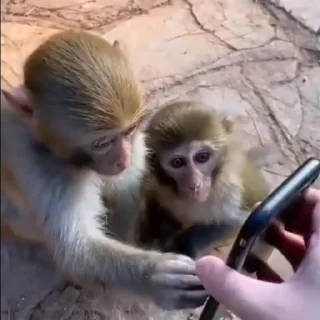 Monkeys | Обезьяны emoji 💤