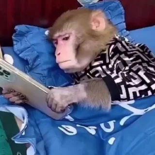 Эмодзи Monkeys | Обезьяны 😒