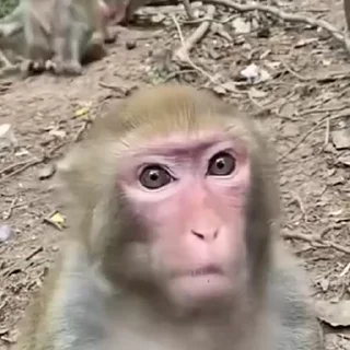Monkeys | Обезьяны emoji 🍔