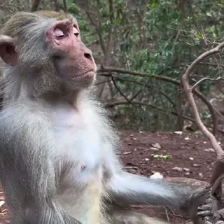 Эмодзи Monkeys | Обезьяны 😵‍💫