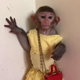 Monkeys | Обезьяны emoji 😴