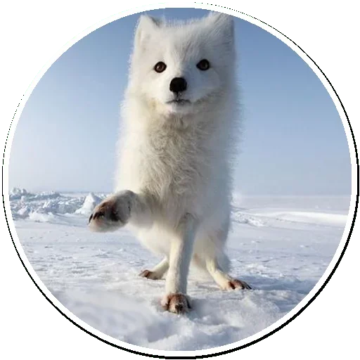 Telegram stickers Arctic Fox