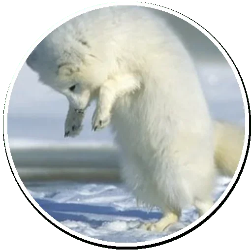 Arctic Fox sticker 😉