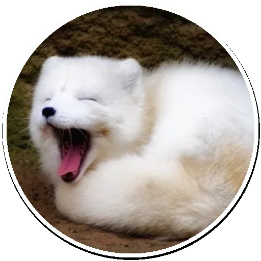 Arctic Fox stiker 😍
