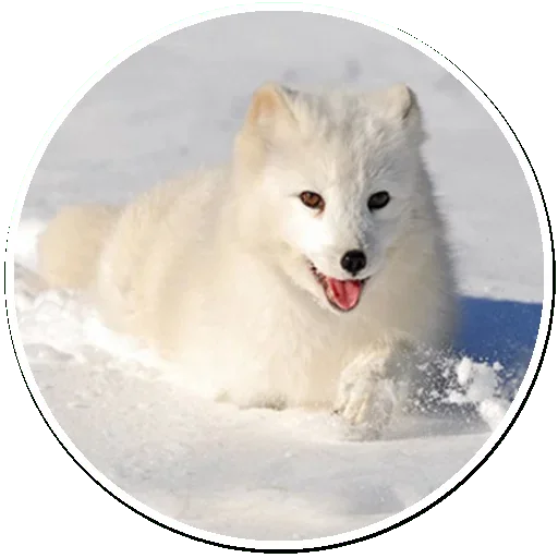 Arctic Fox stiker 😙